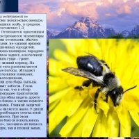 Дикие пчёлы