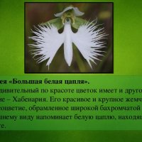 Хабенария