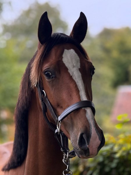 MEDIA # OF HORSE