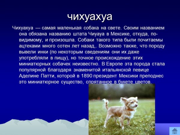 Чихуахуа