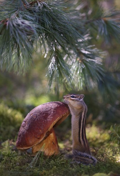 Природа