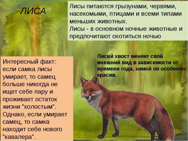 Лиса