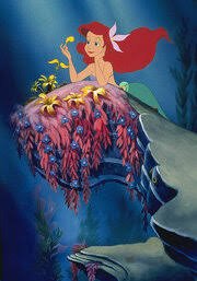 Images (15)