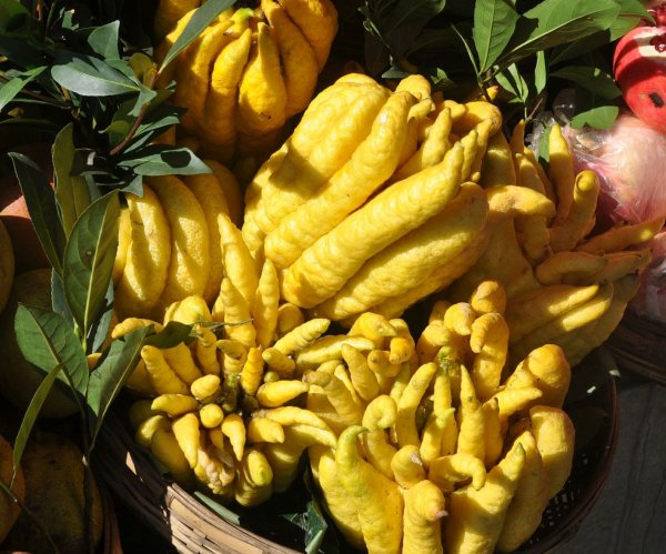 Цитрон пальчатый (Citrus medica)