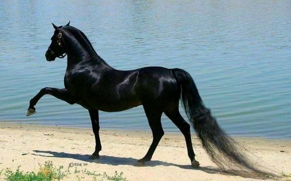 Арабская лошадь