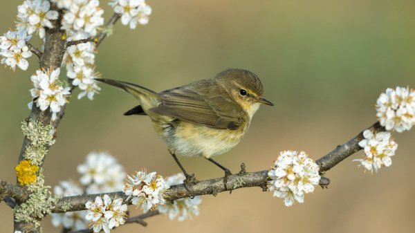 ChiffchaffSpring ROW0928406195 UHD