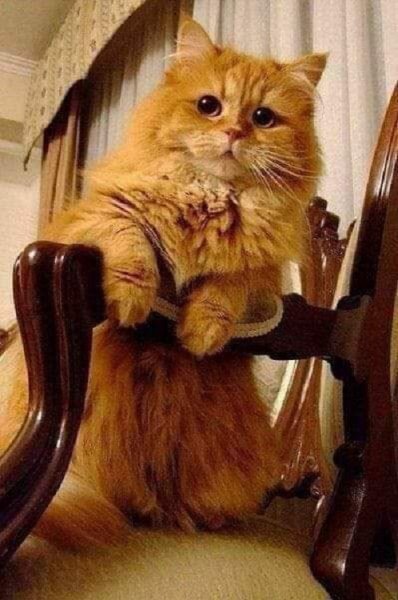 Рыжий котёнок