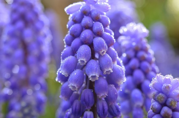 Image (72)