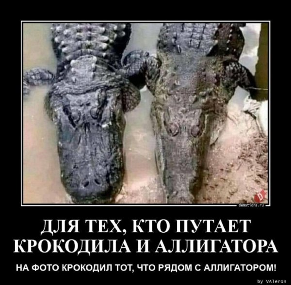 Крокодил тот, что рядом с аллигатором