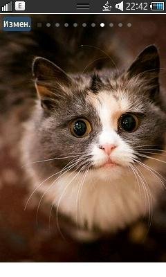 кошки (2)