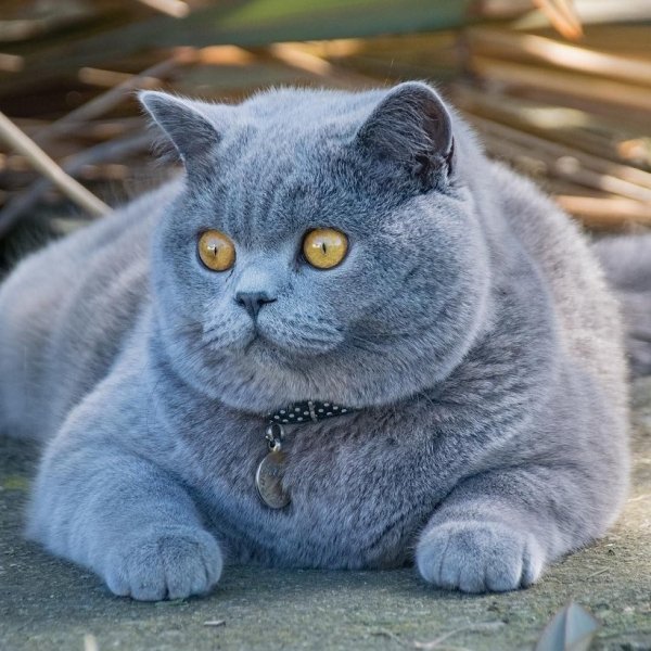 Котяра