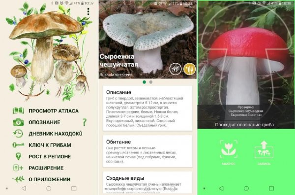 Про Грибы Pro v70