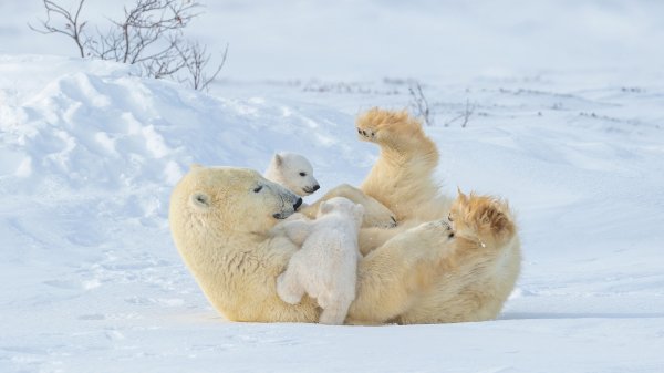 MotherCub ROW1931444463 UHD