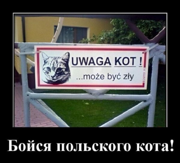 Бойся польского кота