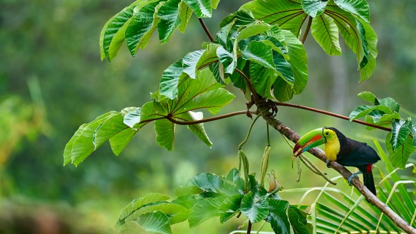 ToucanForest ROW4747613727 UHD