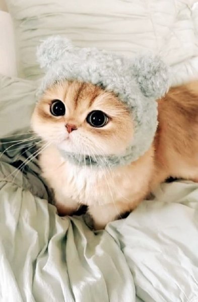 КОТЁНОК