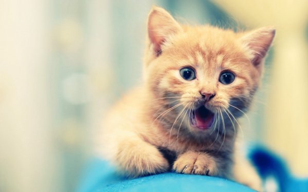 усы пасть лапы язык котенок..file