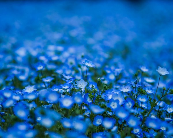 Image (75)
