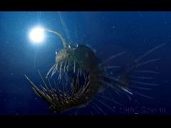 deep 3d rus