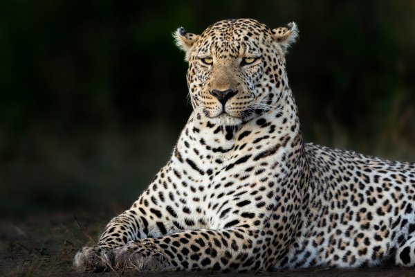 Leopard-lezhit-vzgliad