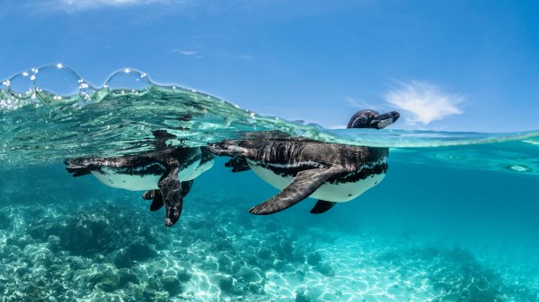 GalapagosPenguins ROW9365376155 UHD
