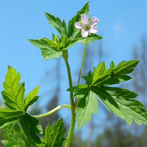 Герань сибирская (Geranium sibiricum L.)