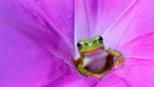JapaneseTreeFrog ROW2089186925 UHD