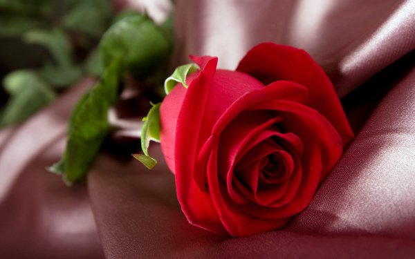 Image (11)