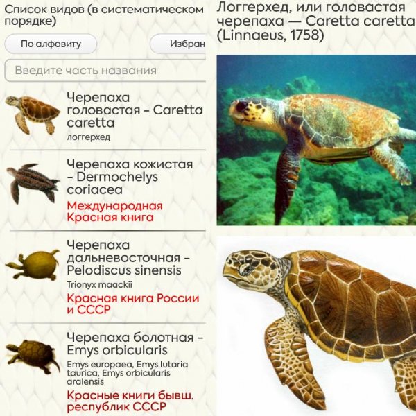 Рептилии ПРО 1.0.5