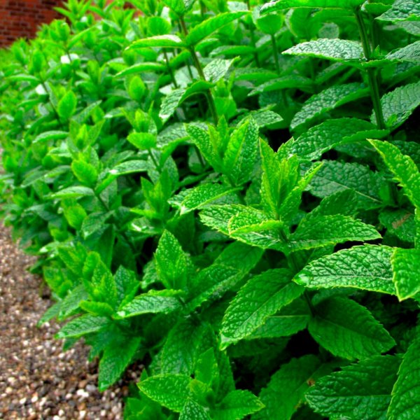 Мята перечная (Mentha piperita)