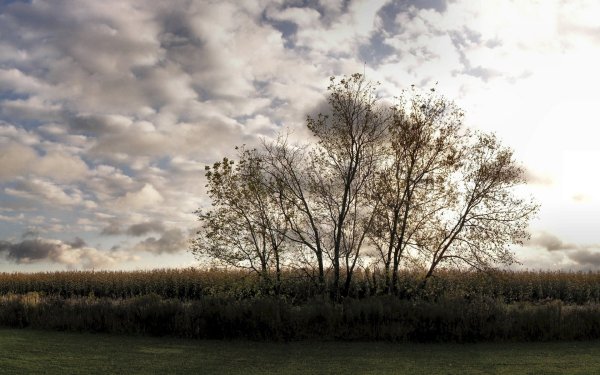 Image ) (40)