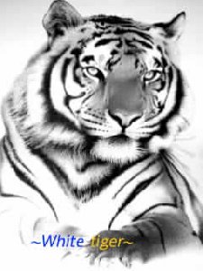 Jimm 0.7 test Xattab 88anism