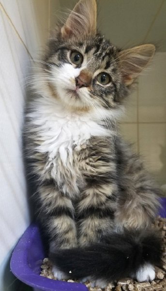 КОТЁНОК