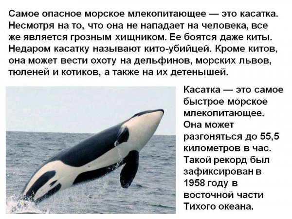 Касатка
