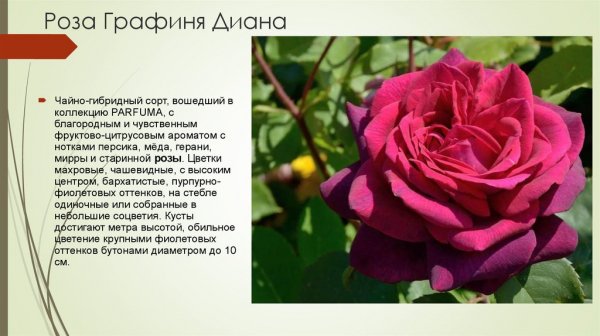 Роза Графиня Диана