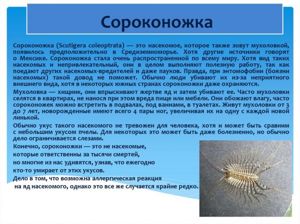 Сороконожка