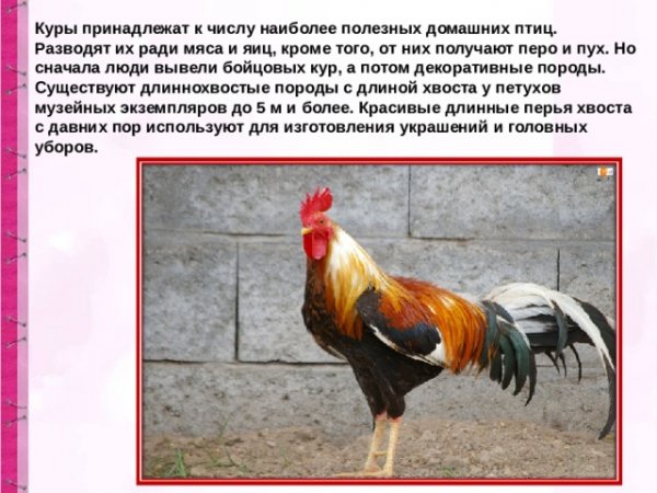 Куры, куры...