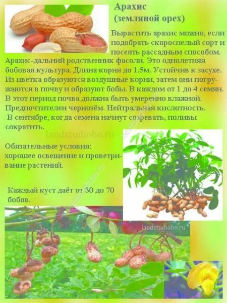 Арахис