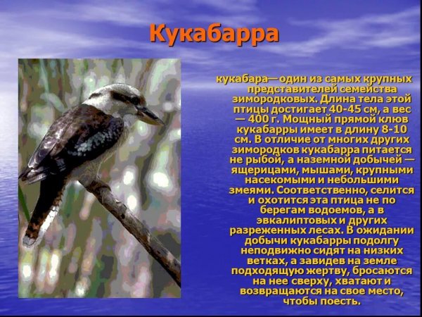 Кукабарра