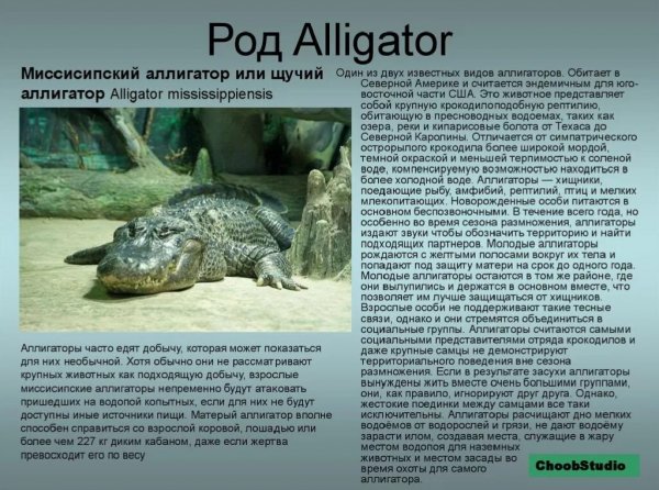 Щучий аллигатор