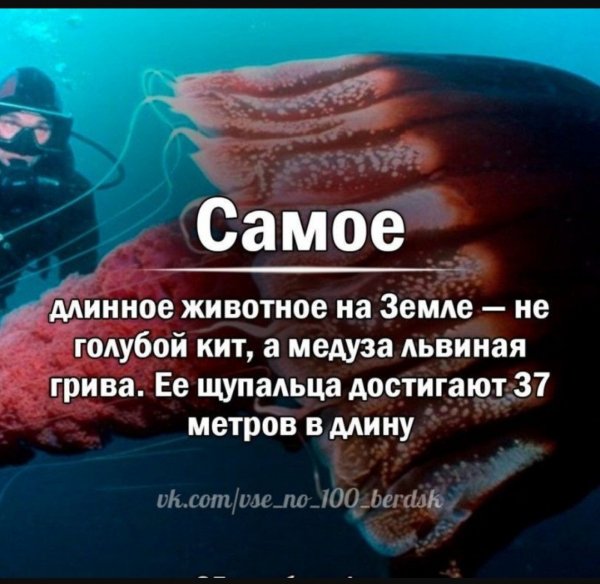 Медуза Львиная грива