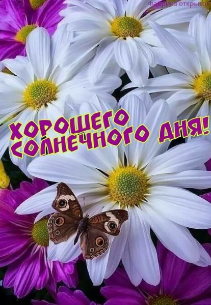 Друзья мои!