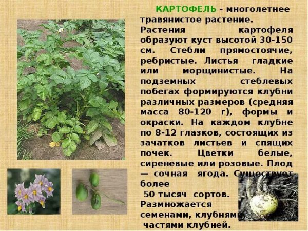 Картофель