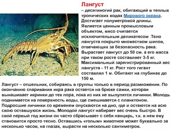 Лангуст