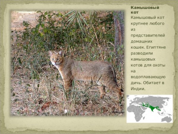 Камышовый кот