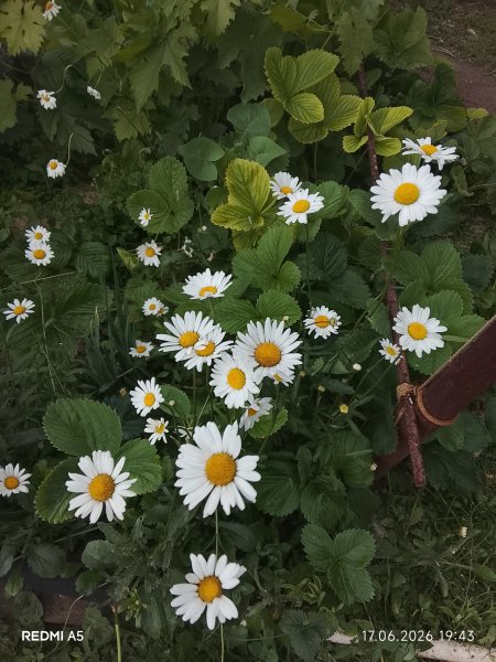 picture_414539128