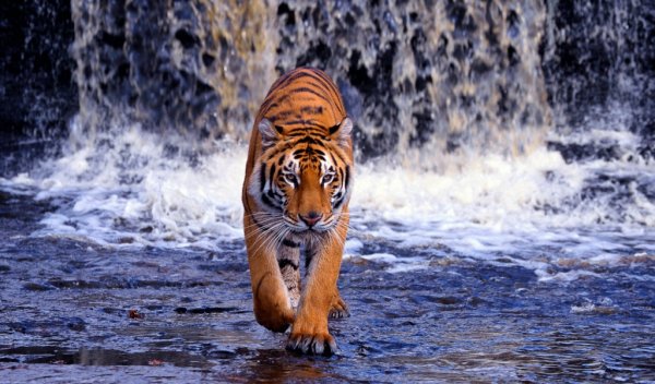 tigr vodopad