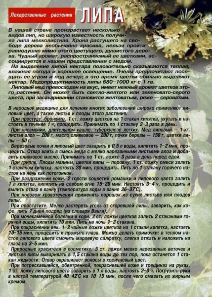 Липа