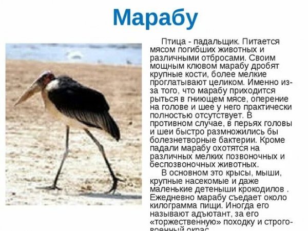 Марабу