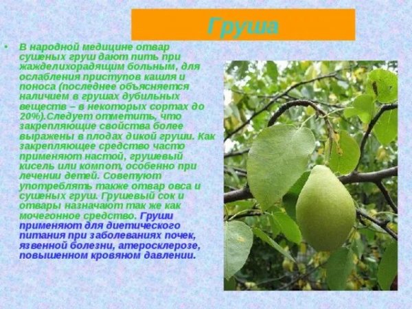 Груша
